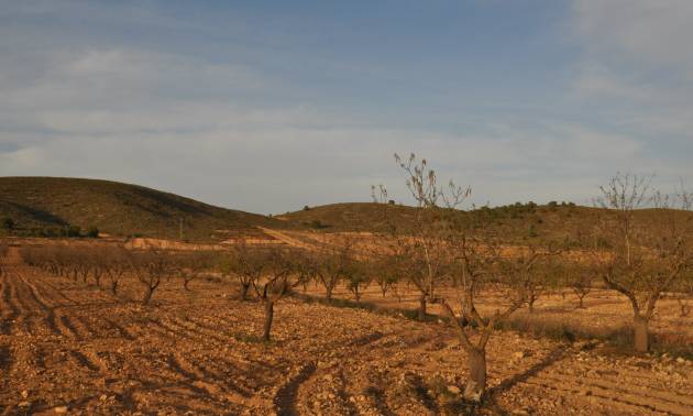 Revente - Land - Abanilla