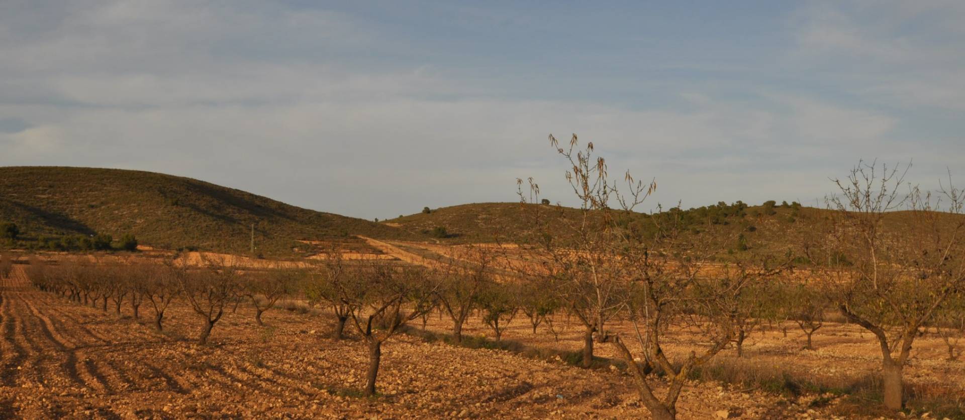 Revente - Land - Abanilla