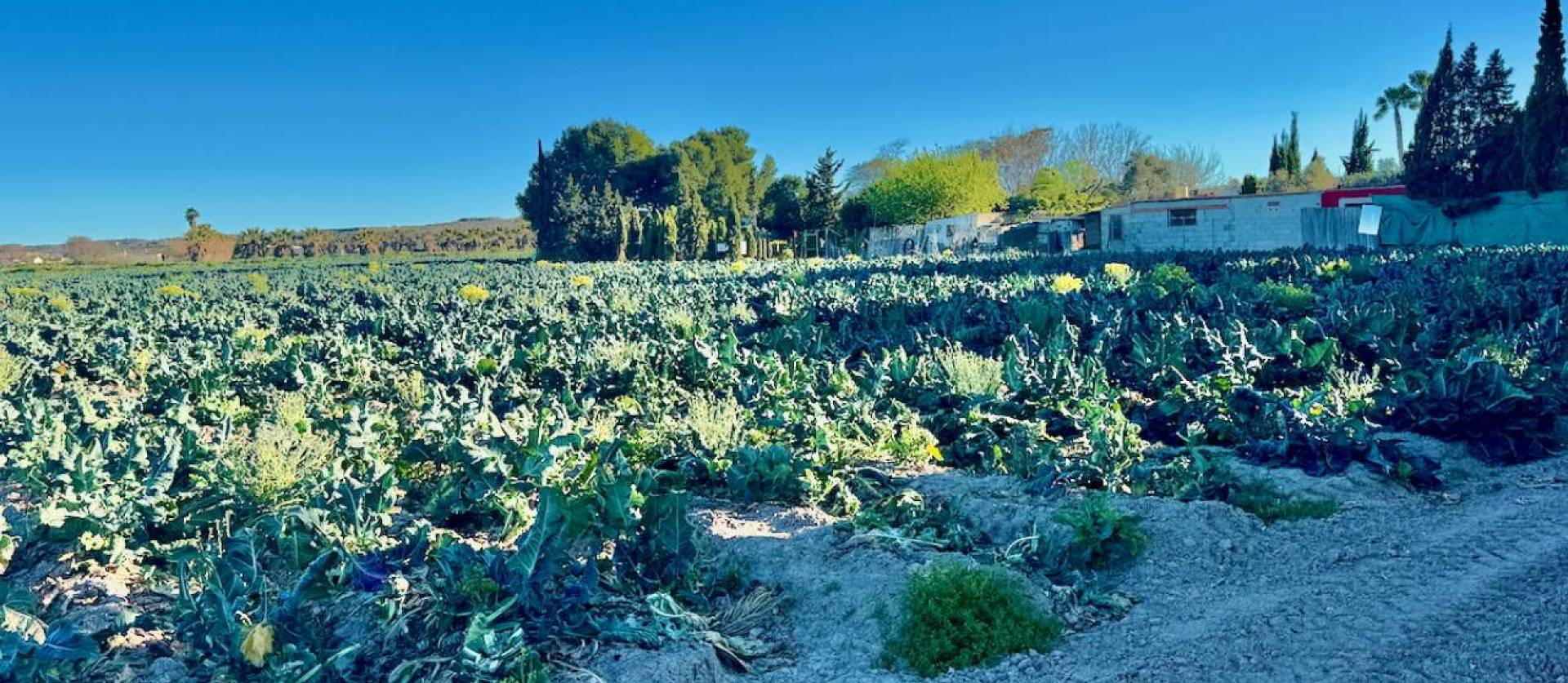 Bestaande woningen - Villa - Guardamar del Segura