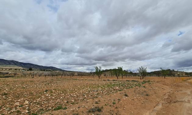 Revente - Land - Torre Del Rico