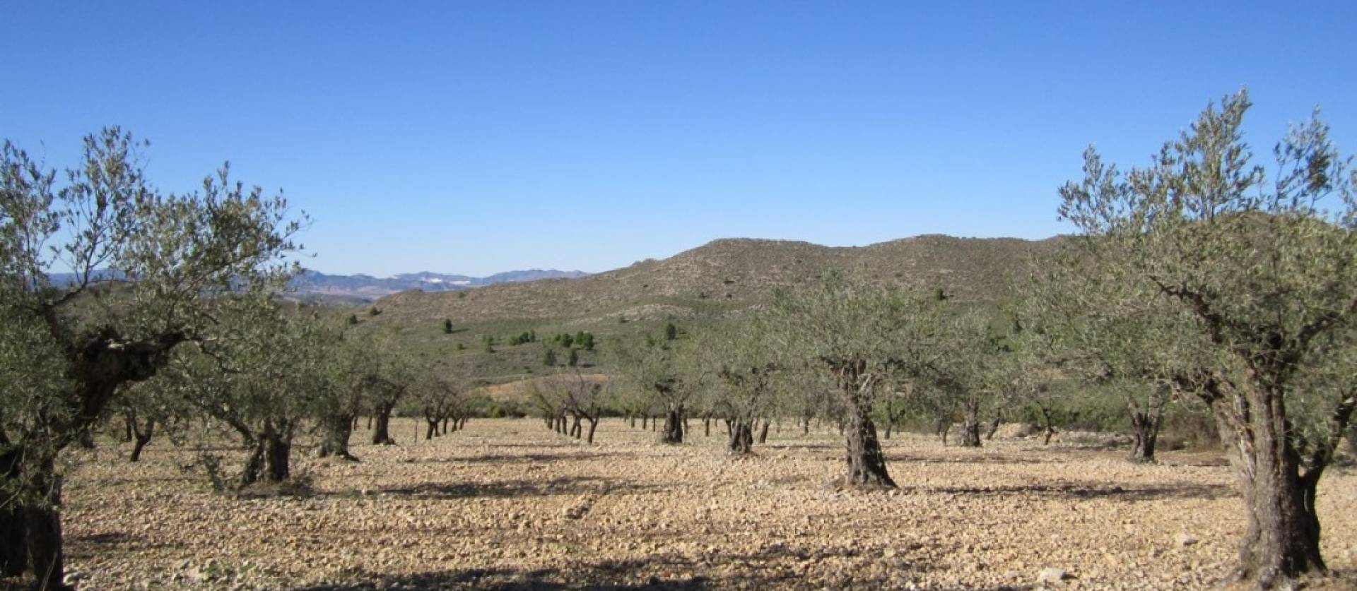 Sale - Land - Villena