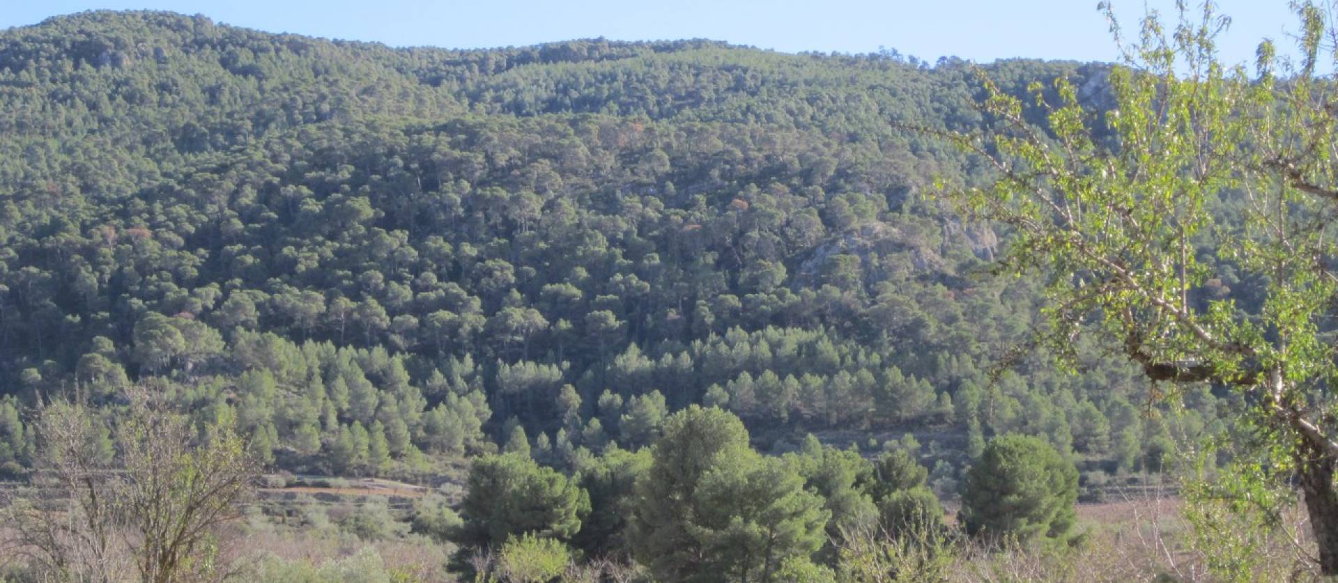 Sale - Land - Villena