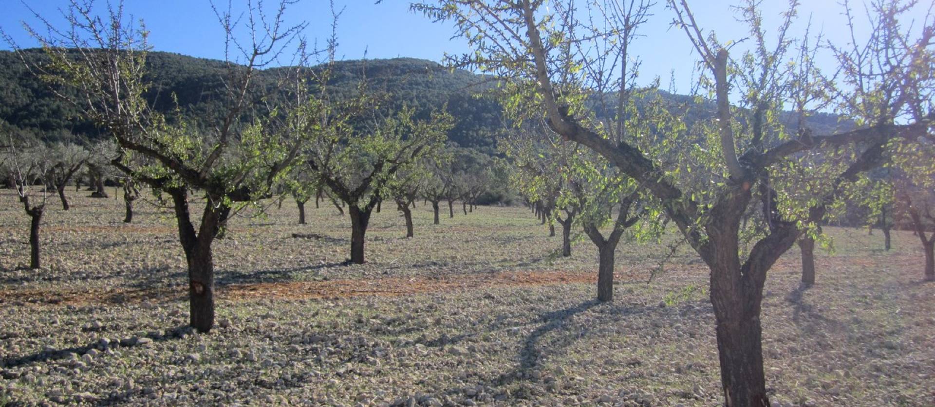 Sale - Land - Villena