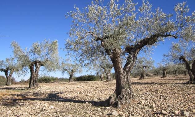 Sale - Land - Villena