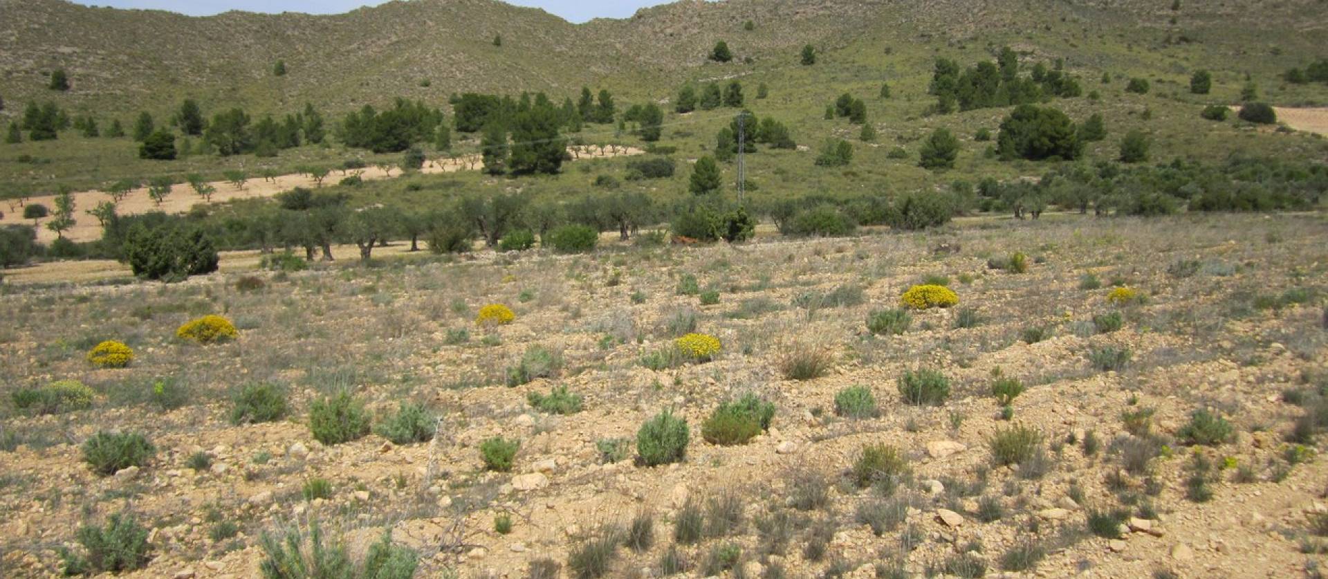 Bestaande woningen - Land - Yecla