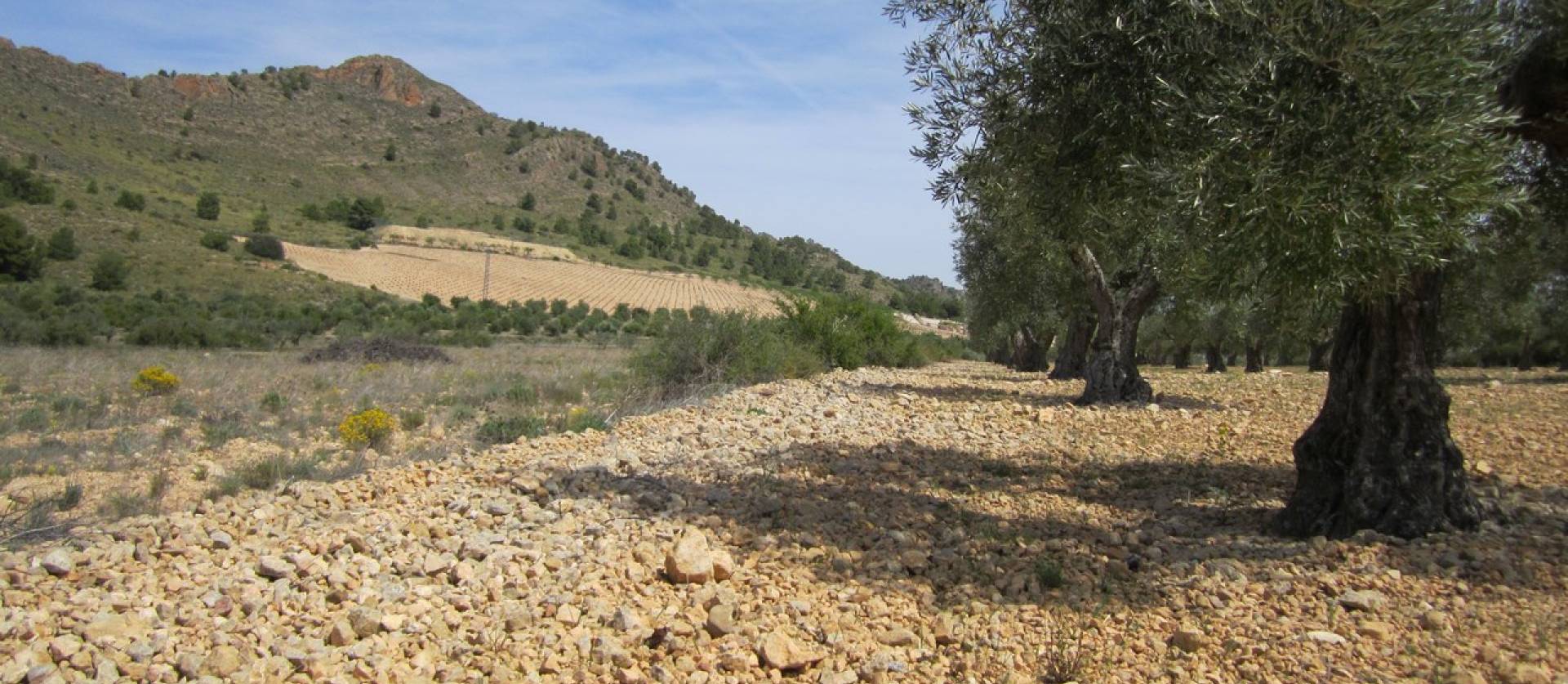 Bestaande woningen - Land - Yecla