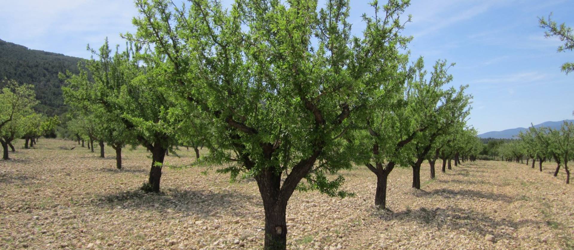 Revente - Land - Yecla