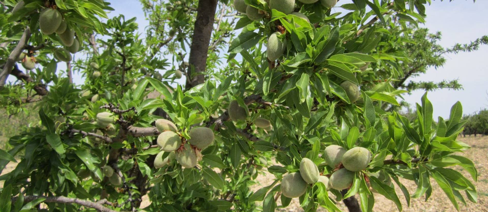 Revente - Land - Yecla