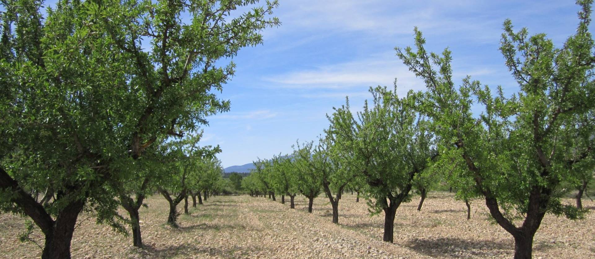 Revente - Land - Yecla