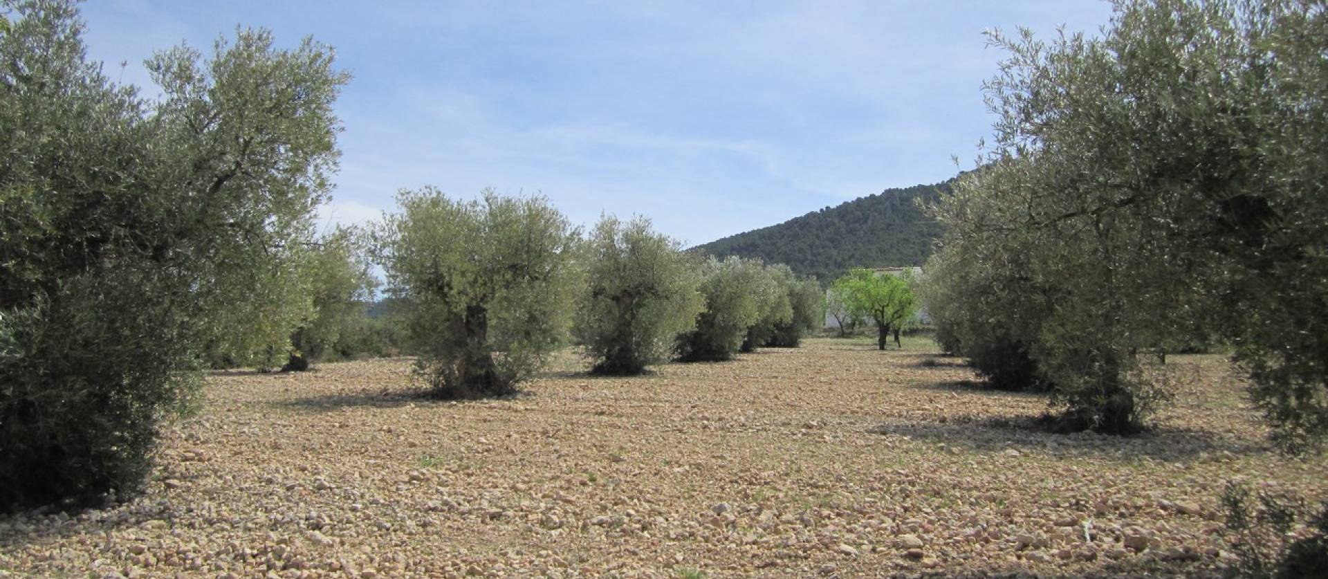 Revente - Land - Yecla