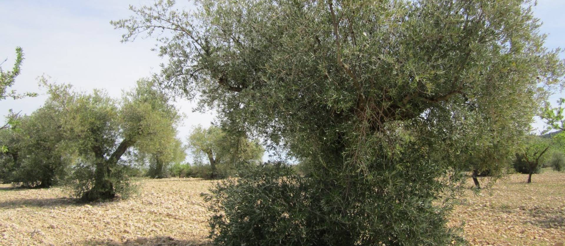 Revente - Land - Yecla