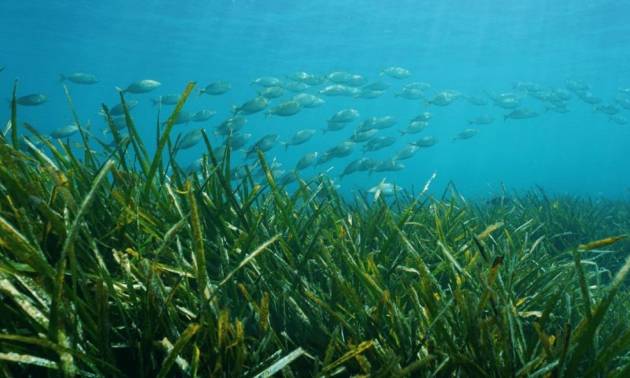 New Build - Villa - Benissa