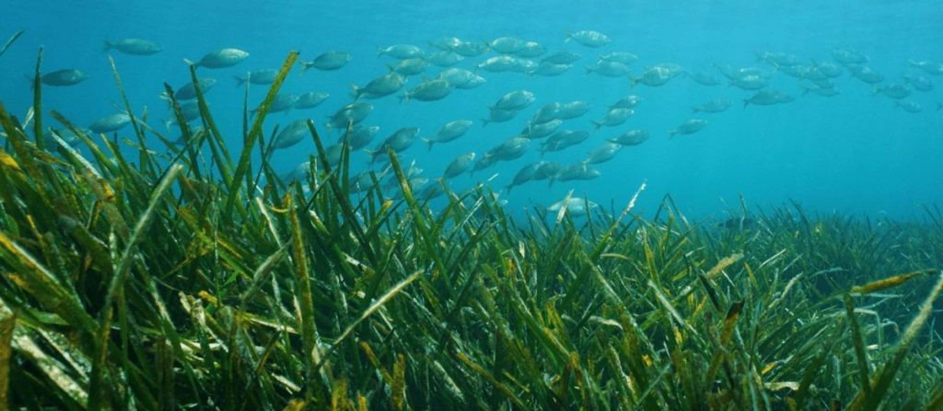 New Build - Villa - Benissa