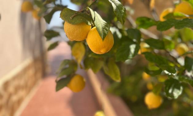 Sale - Villa - Algorfa - Lomas de Juliana