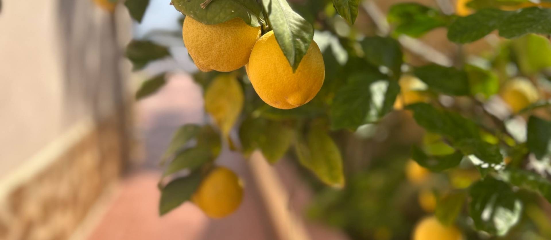 Sale - Villa - Algorfa - Lomas de Juliana