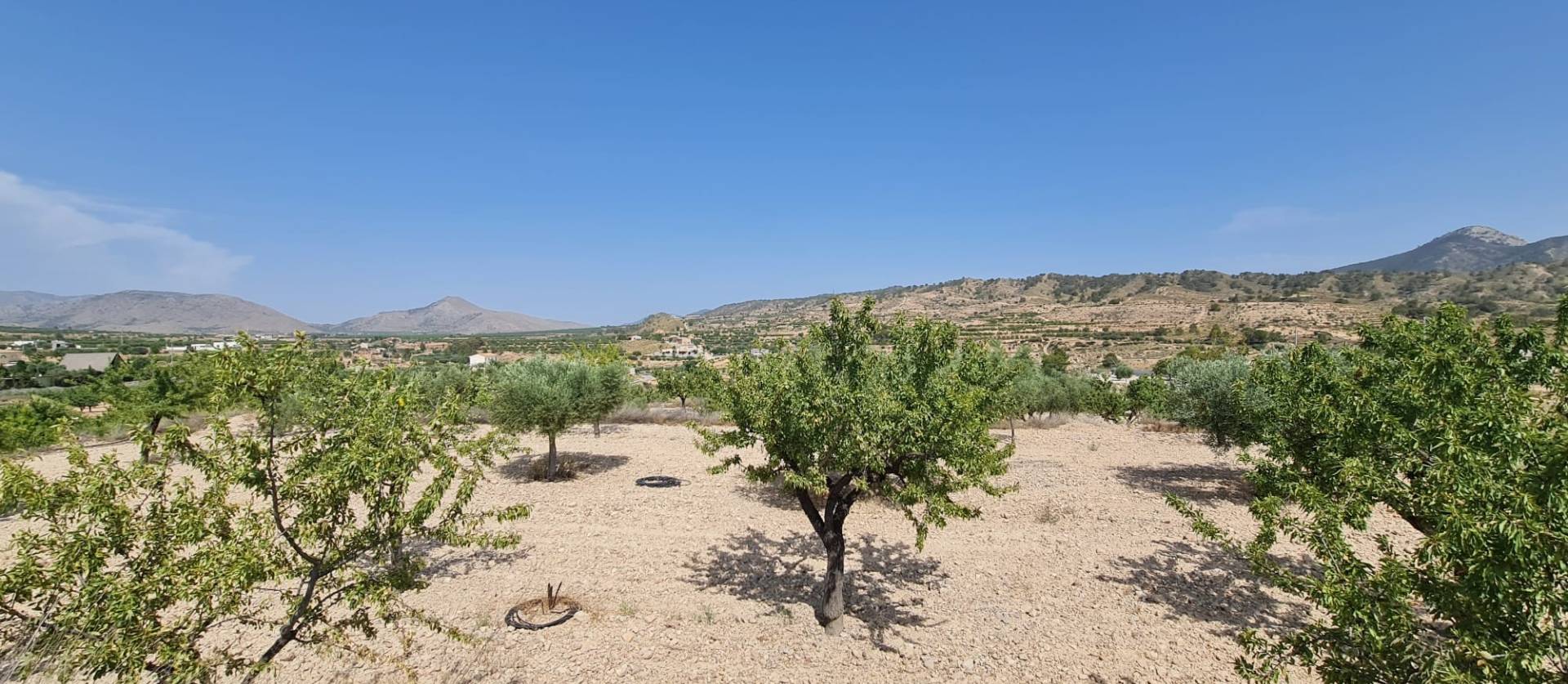 Revente - Land - Abanilla