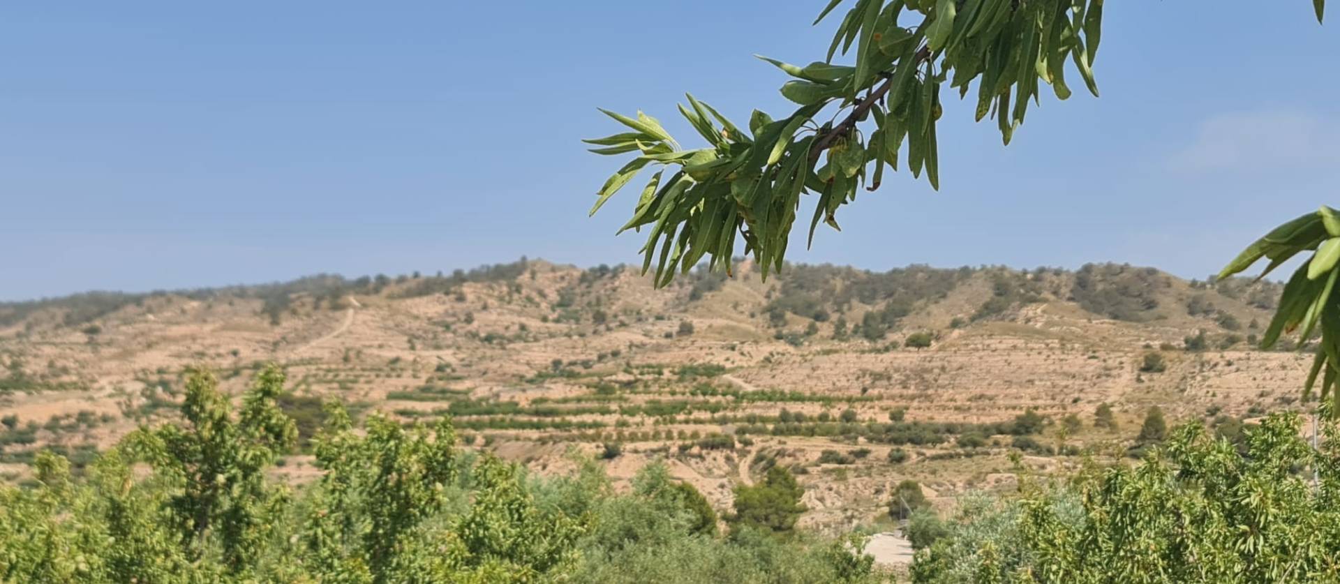 Revente - Land - Abanilla