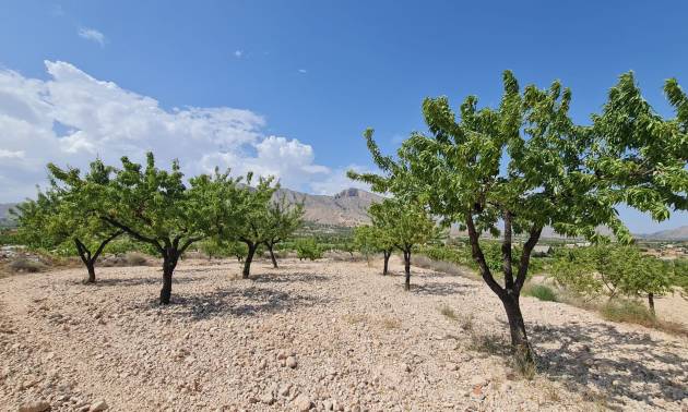 Revente - Land - Abanilla