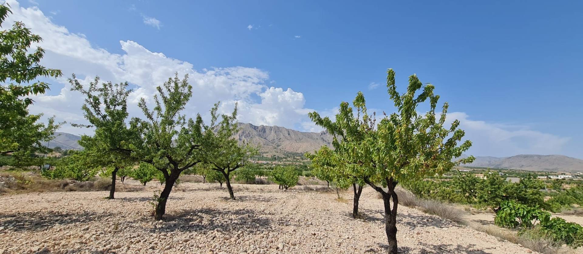 Revente - Land - Abanilla