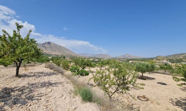 Revente - Land - Abanilla