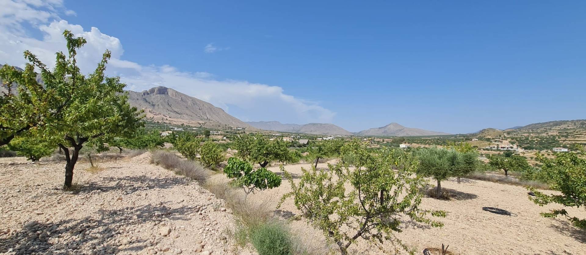 Revente - Land - Abanilla