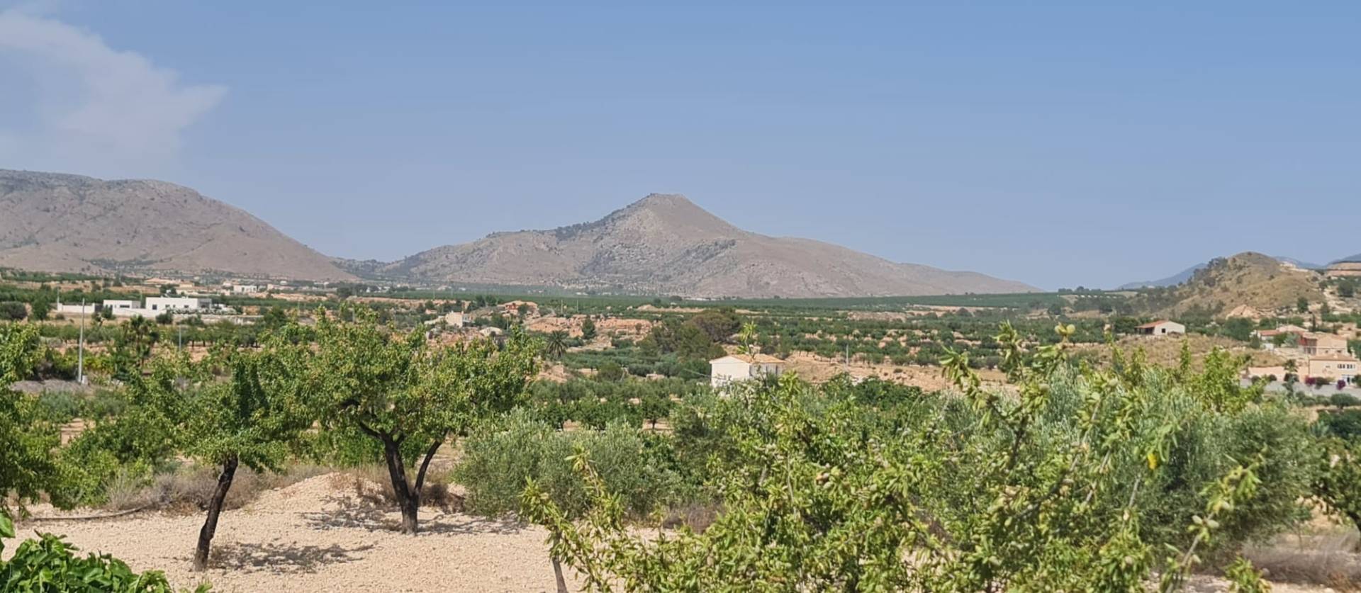 Sale - Land - Abanilla