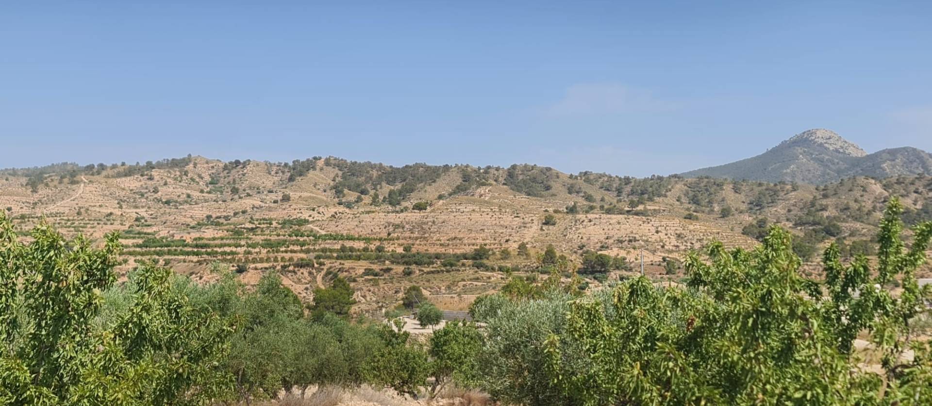 Sale - Land - Abanilla