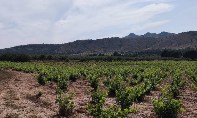 Bestaande woningen - Landelijk huis - Yecla