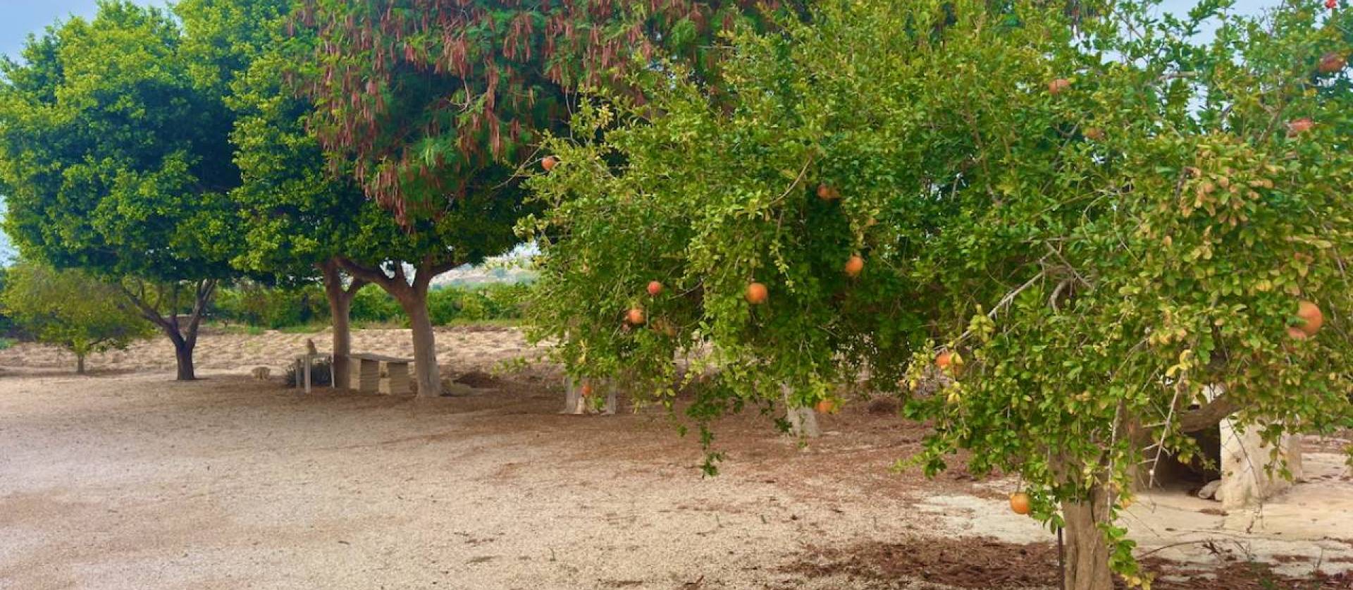 Sale - Country House - Rojales - Ciudad Quesada