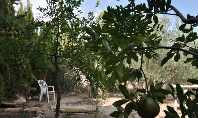 Bestaande woningen - Landelijk huis - Pinoso