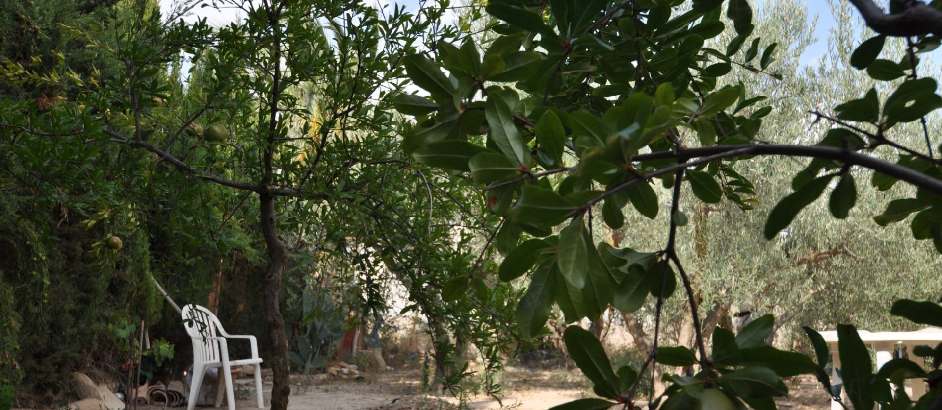 Bestaande woningen - Landelijk huis - Pinoso