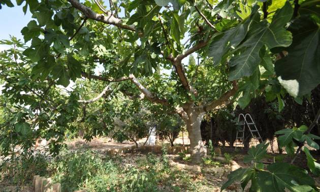 Bestaande woningen - Landelijk huis - Pinoso