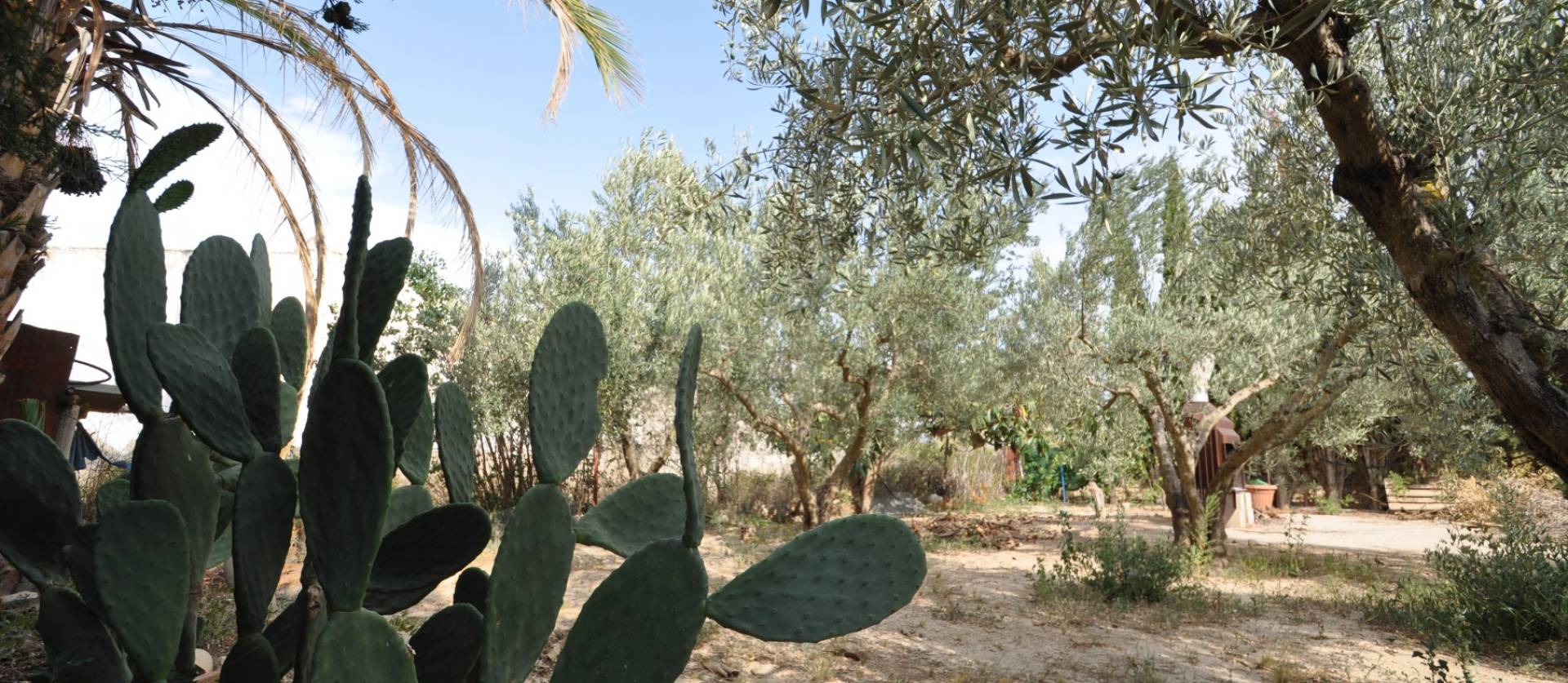 Bestaande woningen - Landelijk huis - Pinoso