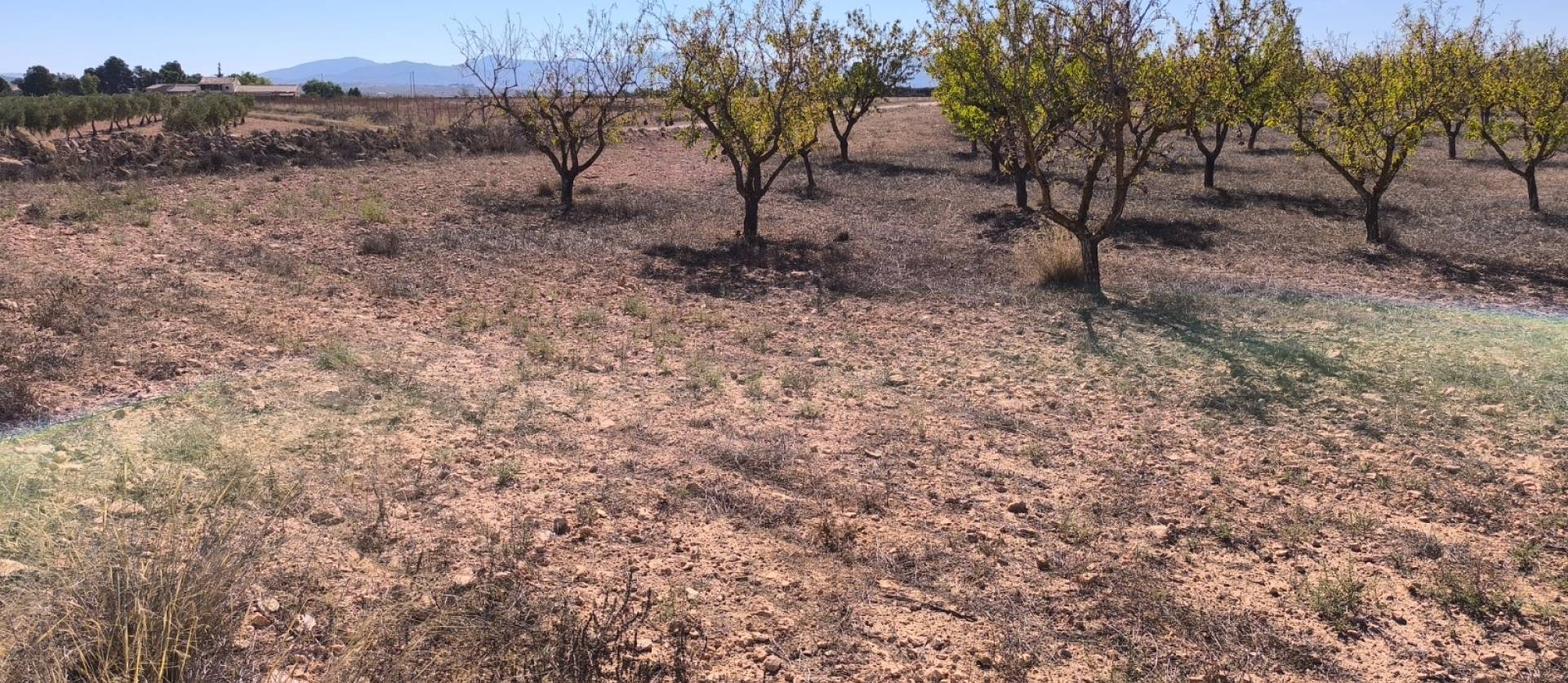 Sale - Land - Pinoso