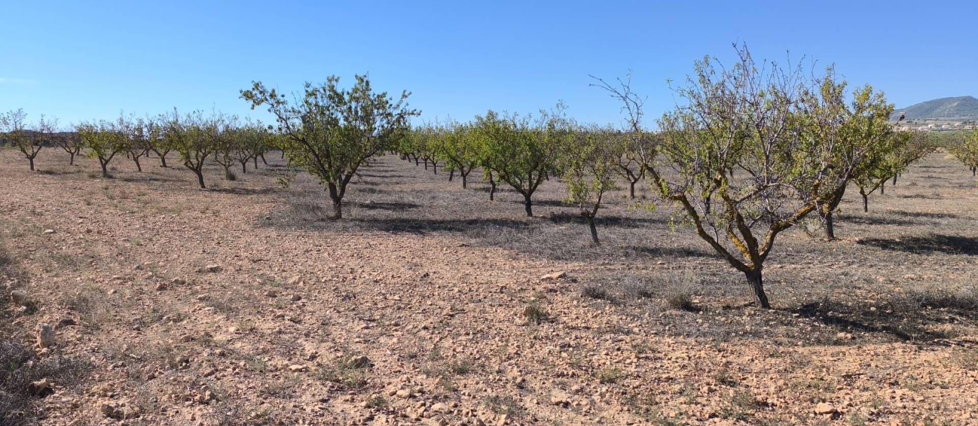 Sale - Land - Pinoso