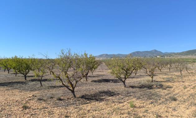 Sale - Land - Pinoso