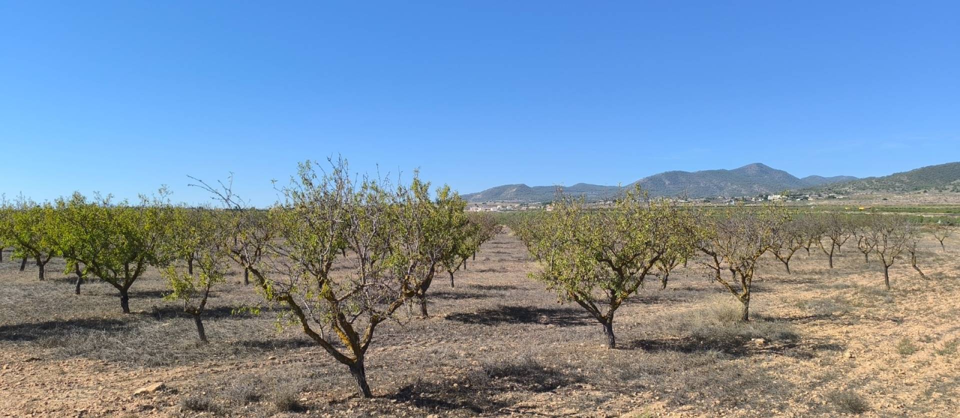 Sale - Land - Pinoso