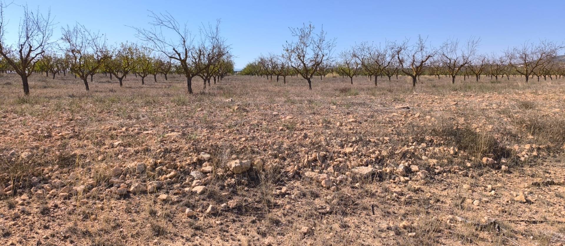 Sale - Land - Pinoso