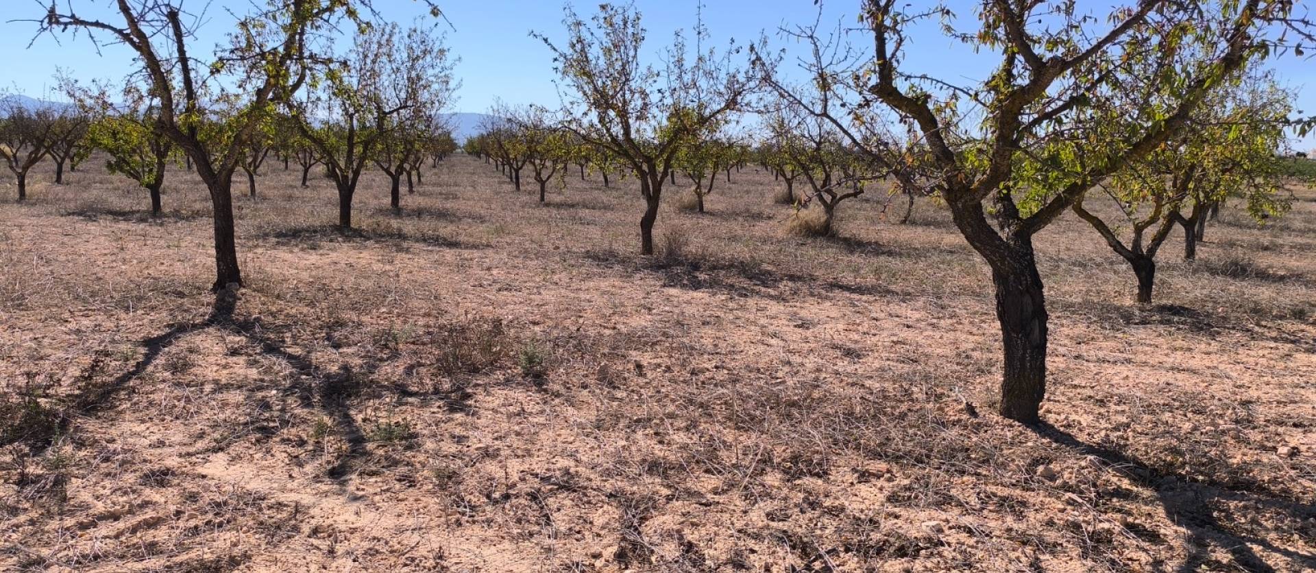 Sale - Land - Pinoso