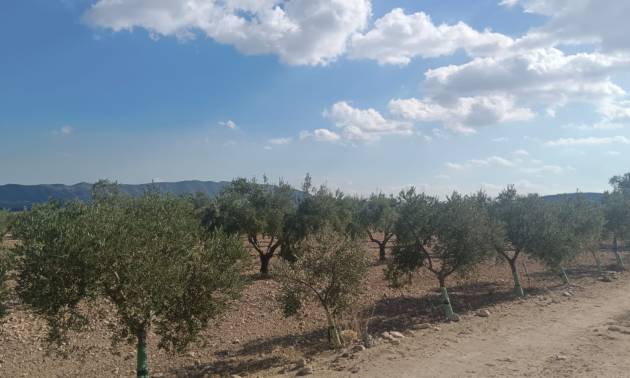 Sale - Land - Salinas