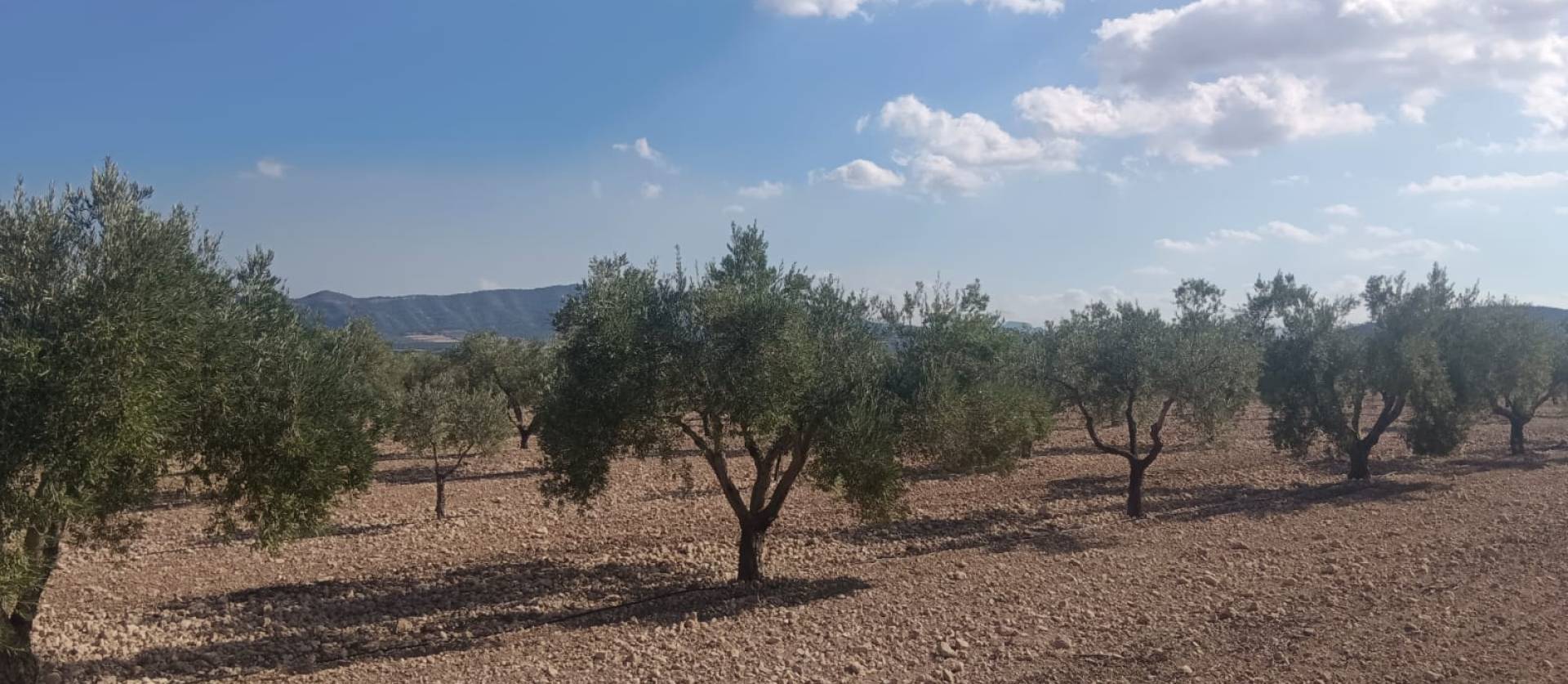 Sale - Land - Salinas