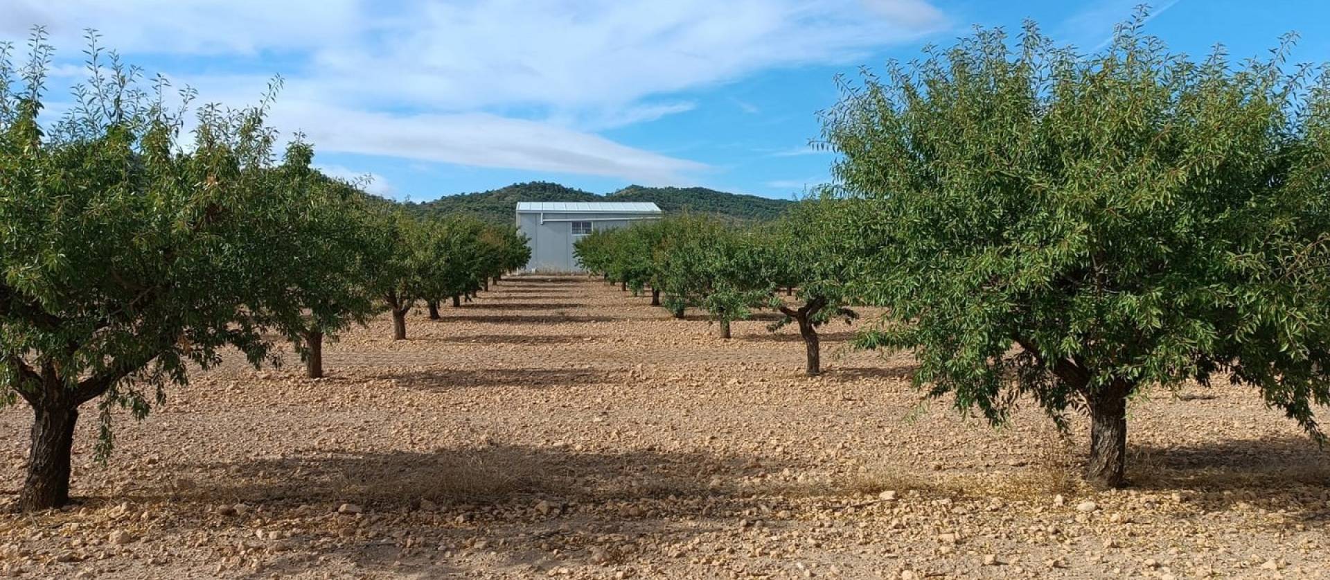 Revente - Land - Yecla