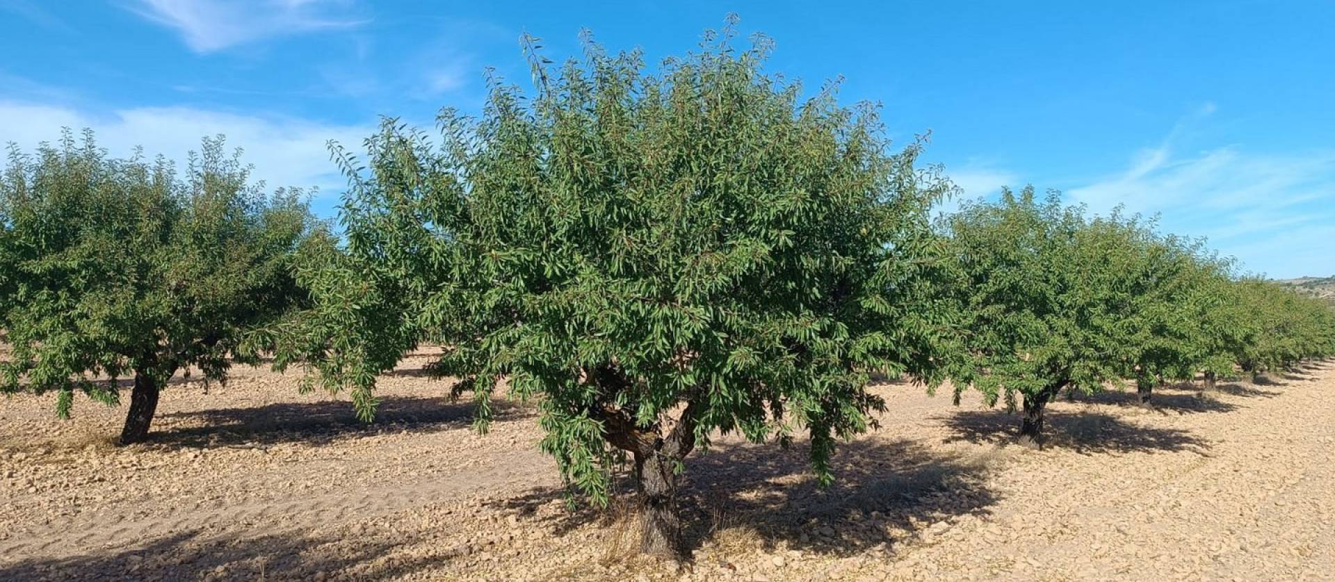 Revente - Land - Yecla