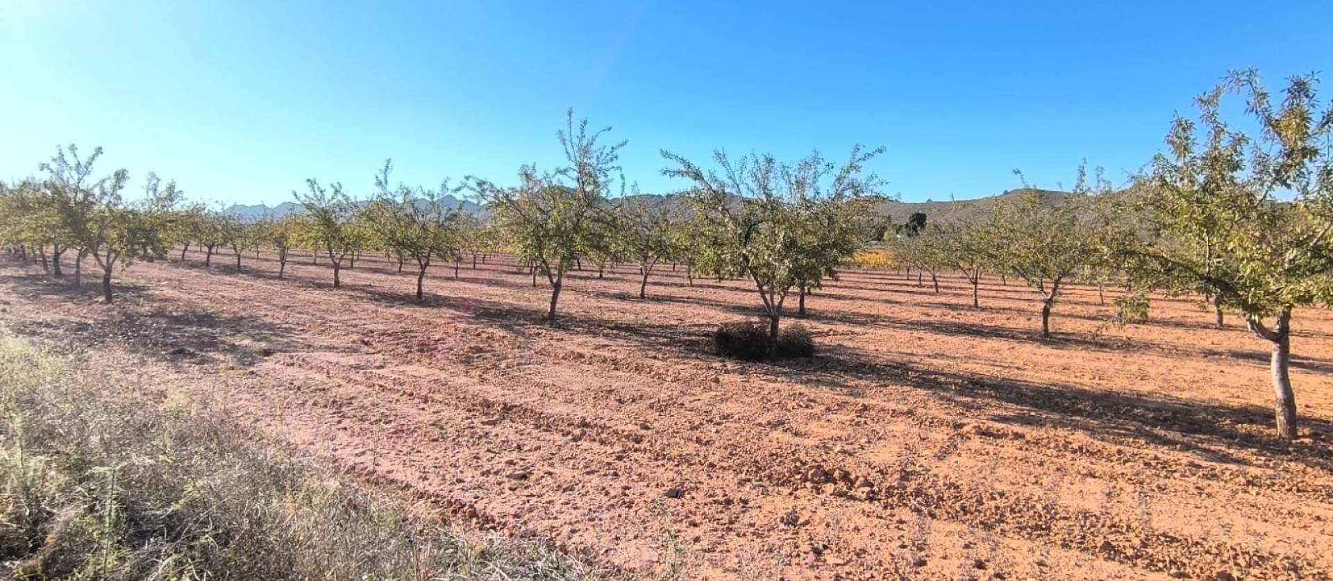 Revente - Land - Yecla