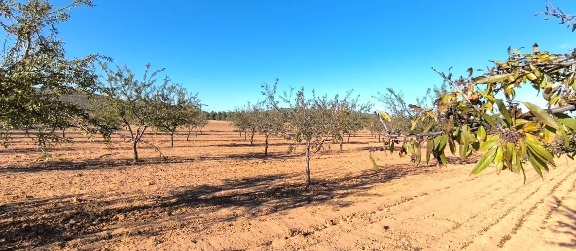 Revente - Land - Yecla