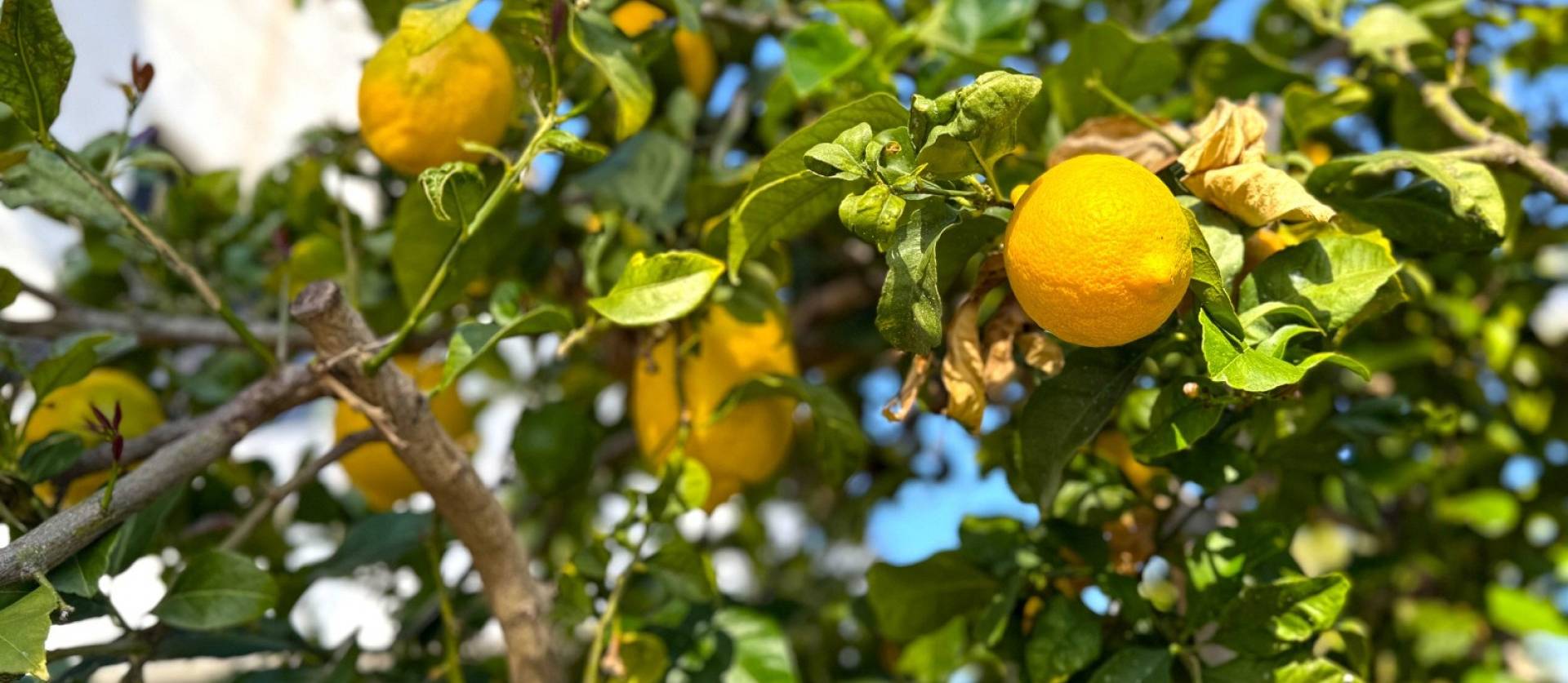 Sale - Villa - Orihuela Costa - Villamartín