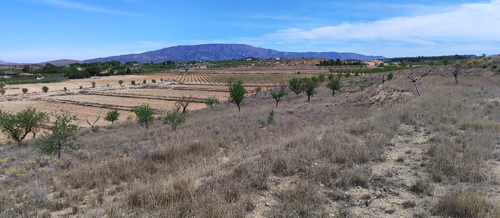 Sale - Land - Pinoso