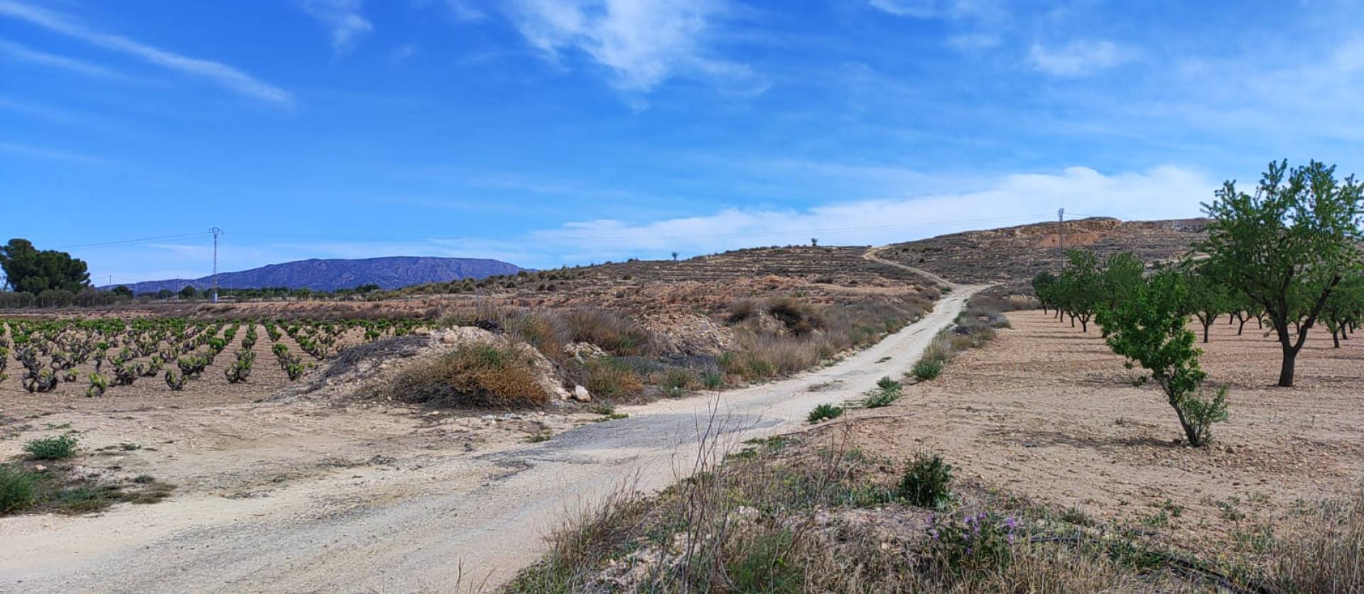 Sale - Land - Pinoso