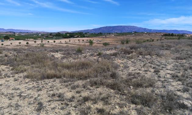 Sale - Land - Pinoso