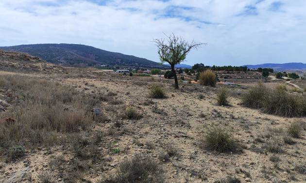 Sale - Land - Pinoso